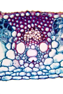 Images Dated 21st December 2011: Wheat leaf print, x40 magnification