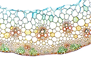 Prints of Wheat stem. Light micrograph of a section through the stem of a wheat grass (Triticum aestivium) Images Dated 2009 September: Wheat stem Print