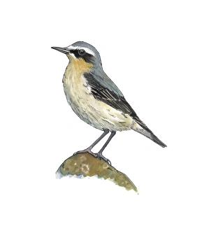 Wheatear Print, Oenanthe oenanthe Bird