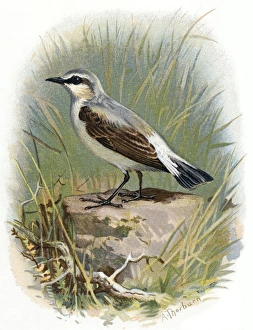 Archibald Thorburn Print: Wheatear