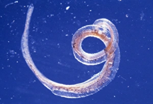 Prints of Whipworm parasite. Light micrograph of an adult male whipworm (Trichuris trichiura), a nematode parasite of humans. The front of the worm (upper left) is narrow and pointed like a hair or whip Images Dated 2003 October: Whipworm Print, Adult Male Nematode