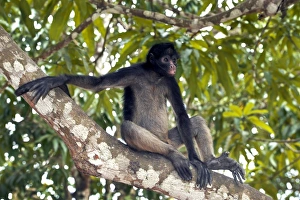 Prints of Long-haired spider monkey (Ateles belzebuth) in a tree Images Dated 2013 February: White-bellied spider monkey in tree Print