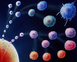 White blood cell types White blood cell types
