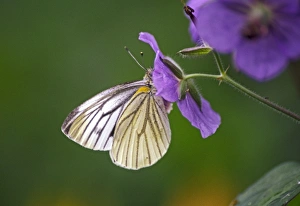White Butterfly Prints: White butterfly
