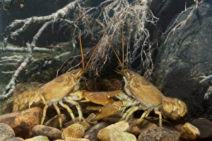 Freshwater Crustaceans Prints: White-clawed crayfish sparring