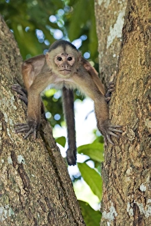 Amazon Rainforest Monkeys Prints: White-fronted capuchin monkey