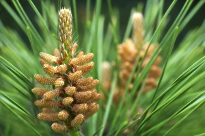Pine Cone Images Prints: White pine (Pinus strobus)