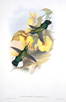 White-tailed sabrewings, artwork C013/6239 White-tailed sabrewings, artwork C013/6239