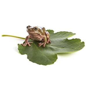 Litoria Caerulea Prints: Whites tree frog
