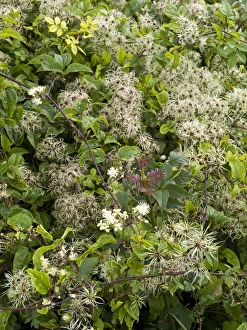 Clematis Vitalba Prints: Wild clematis