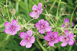 Wild Geranium Prints: Wild geranium (Geranium caespitosum)