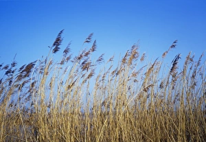 Prints of Wild grasses. Photographed in April in Newham, Gloucestershire, UK Images Dated 2005 October: Wild Grasses Print, Newham, Gloucestershire