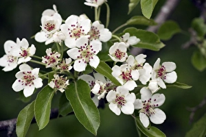 Pear Tree Blossoms Prints: Wild pear (Pyrus communis)