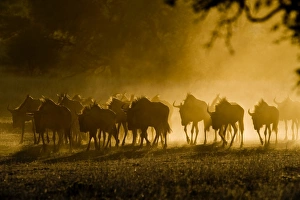 Wildebeest Herd Prints: Wildebeest herd