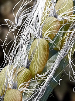 Coloured Scanning Electron Micrograph SEM Prints: Willow herb seed pod, SEM