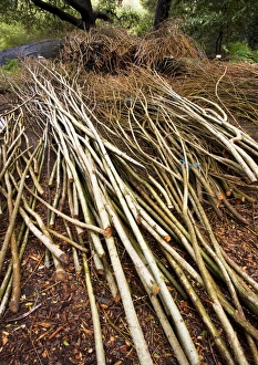 Willow Branches Prints: Willow sticks