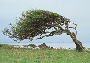 Wind-Blown Tree Print
