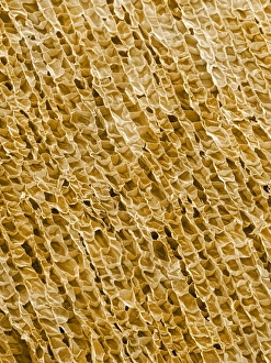 Cork Cell Structure Print, SEM