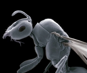 Coloured SEM Images Of Insects Prints: Winged ant, SEM
