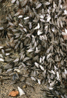 Images Dated 24th September 2010: Winged Black Ants Print