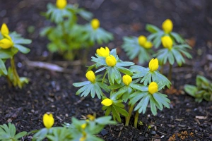 Winter Flowering Plants Prints: Winter aconite