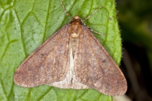 Winter Moth Print