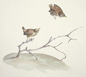 Winter wren, 19th century C013/6334 Winter wren, 19th century C013/6334