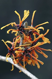 Winter Flowers UK Prints: Witch-hazel flowers