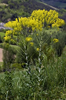 Images Dated 18th August 2009: Woad Plant in Flower Print