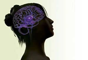 Cerebrum Illustration Prints: Womans brain, artwork