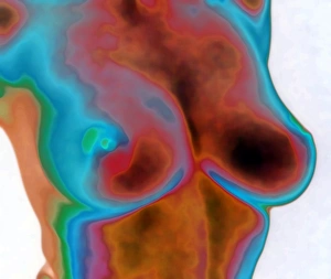 Prints of MODEL RELEASED. Womans breasts, coloured image Images Dated 2007 February: Female Breast Anatomy Print