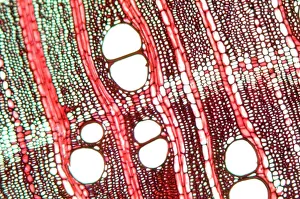 Tree Growth Patterns Prints: Wood, light micrograph