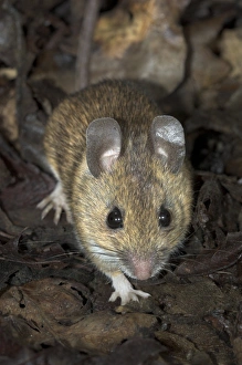 UK Mammals Prints: Woodmouse