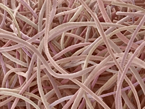 Images Dated 31st March 2008: Wool SEM Print: Overlapping Cuticle Scales