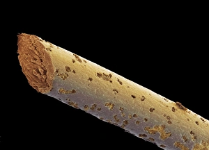 Woolly mammoth hair, SEM Woolly mammoth hair, SEM