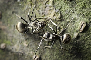 Prints of Worker ants (Polyrhachis illaudata) on the ground. Photographed in Guangdong province, South China Images Dated 2012 October: Worker ants Print: Polyrhachis illaudata on the ground