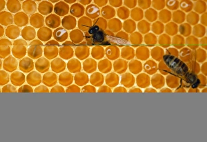 Honey Production Process Prints: Worker honeybees
