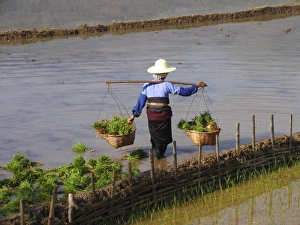 Female Farm Worker Prints: Worker in a rice field
