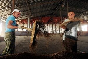 Russian Agriculture Prints: Workers in a threshing barn