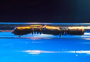 Images Dated 22nd June 1999: Worlds smallest robot worm in plastic tube