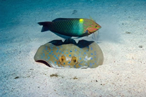 Red Sea Marine Life Print: Checkerboard Wrasse and Ray