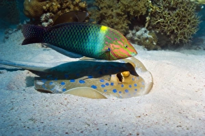 Red Sea Marine Scene Print