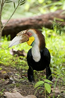 Wreathed hornbill Wreathed hornbill