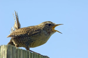 Scottish Birds Prints: Wren calling