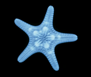 Images Dated 26th April 2004: X-ray Print of a Starfish in Ventral View