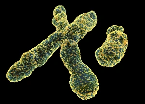 Genetic Information Encoding Prints: X and Y chromosome