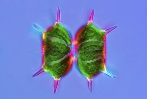 Polarised Light Microscopy Prints: Xanthidium desmids, light micrograph