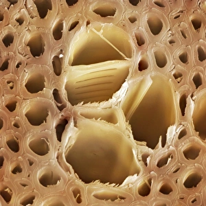 Prints of Xylem vessels, coloured scanning electron micrograph (SEM) Images Dated 2008 December: Coloured SEM Print of Magnolia Stem Xylem Vessels