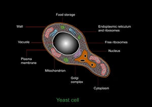 Cell Biology Images Prints: Yeast cell, artwork