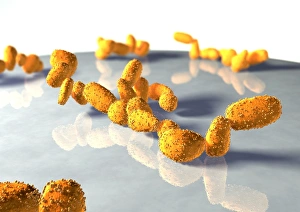Fungi Images Prints: Yeast cells